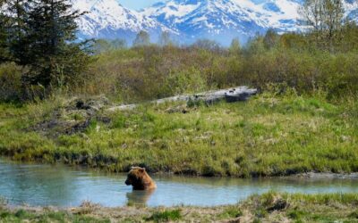 Alaska reistips: Een droomreis naar de ongerepte natuur