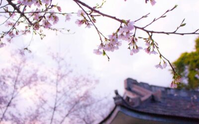 Reistips Japan: Hoogtepunten, verborgen parels en authentieke verblijven